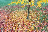 Autumn Leaves_30318